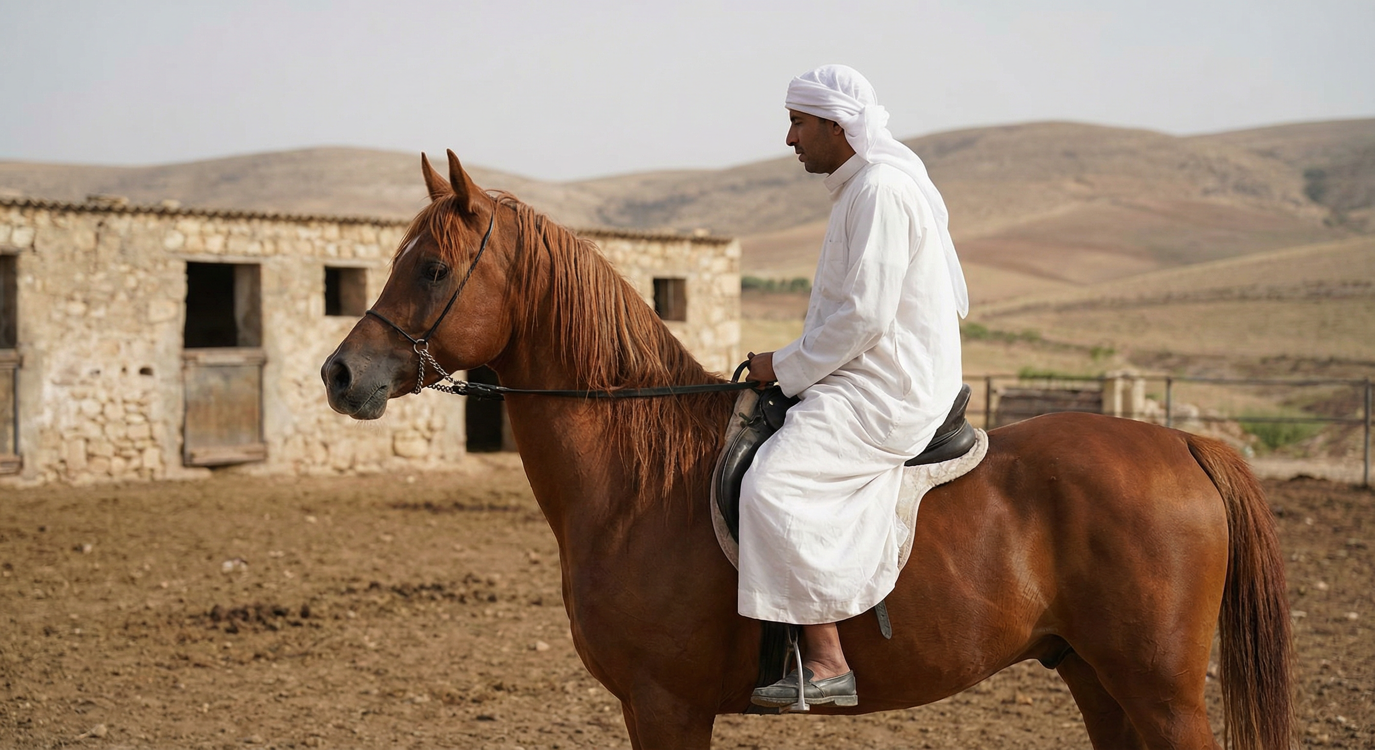 خيل عربي وفرسان - عيادة النخبة للخيل